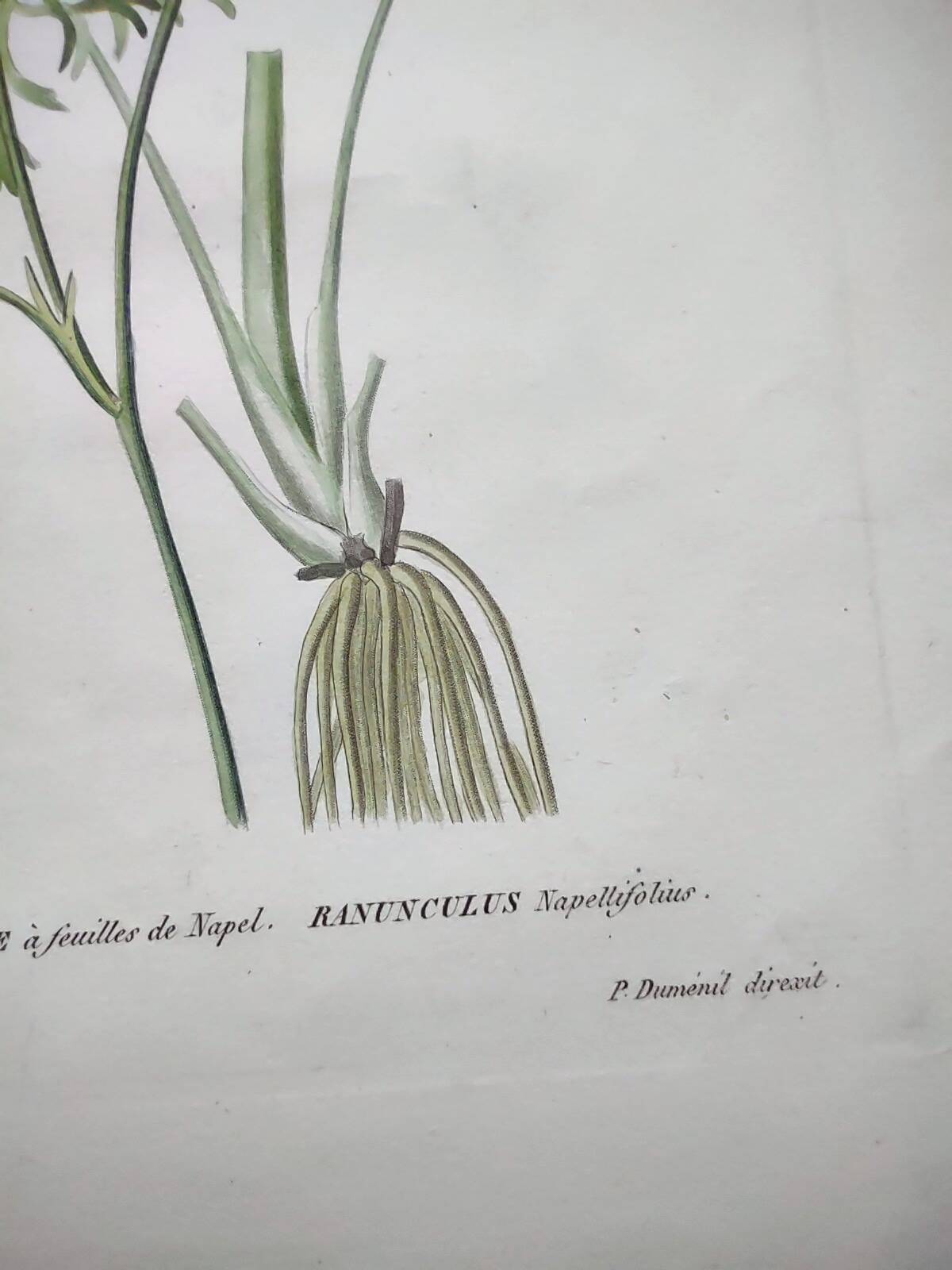 Antique botanical engraving from 1829 - Napel's buttercup - Plate