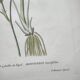 Antique botanical engraving from 1829 - Napel's buttercup - Plate