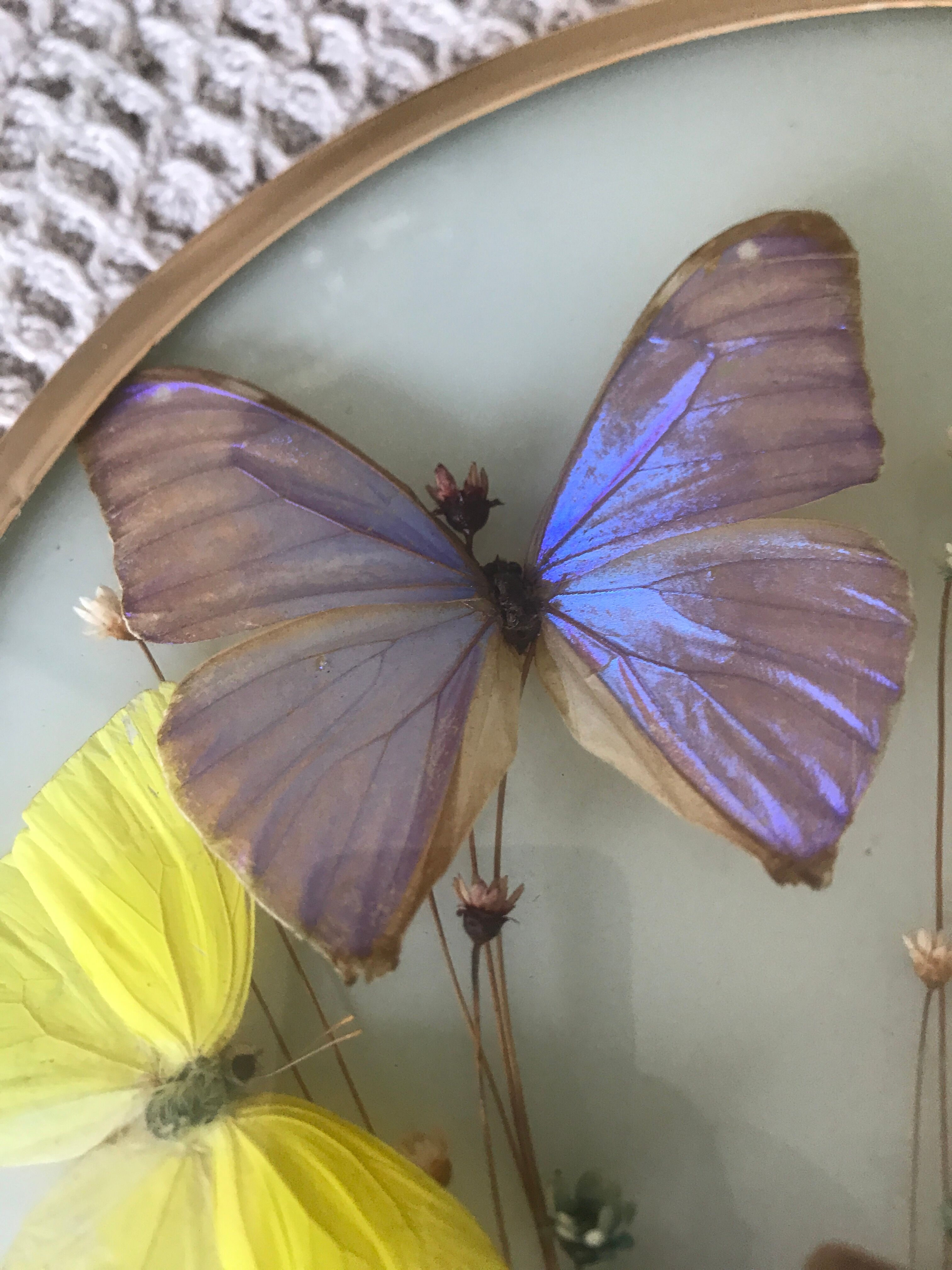 Cadre vintage papillons