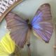 Cadre vintage papillons