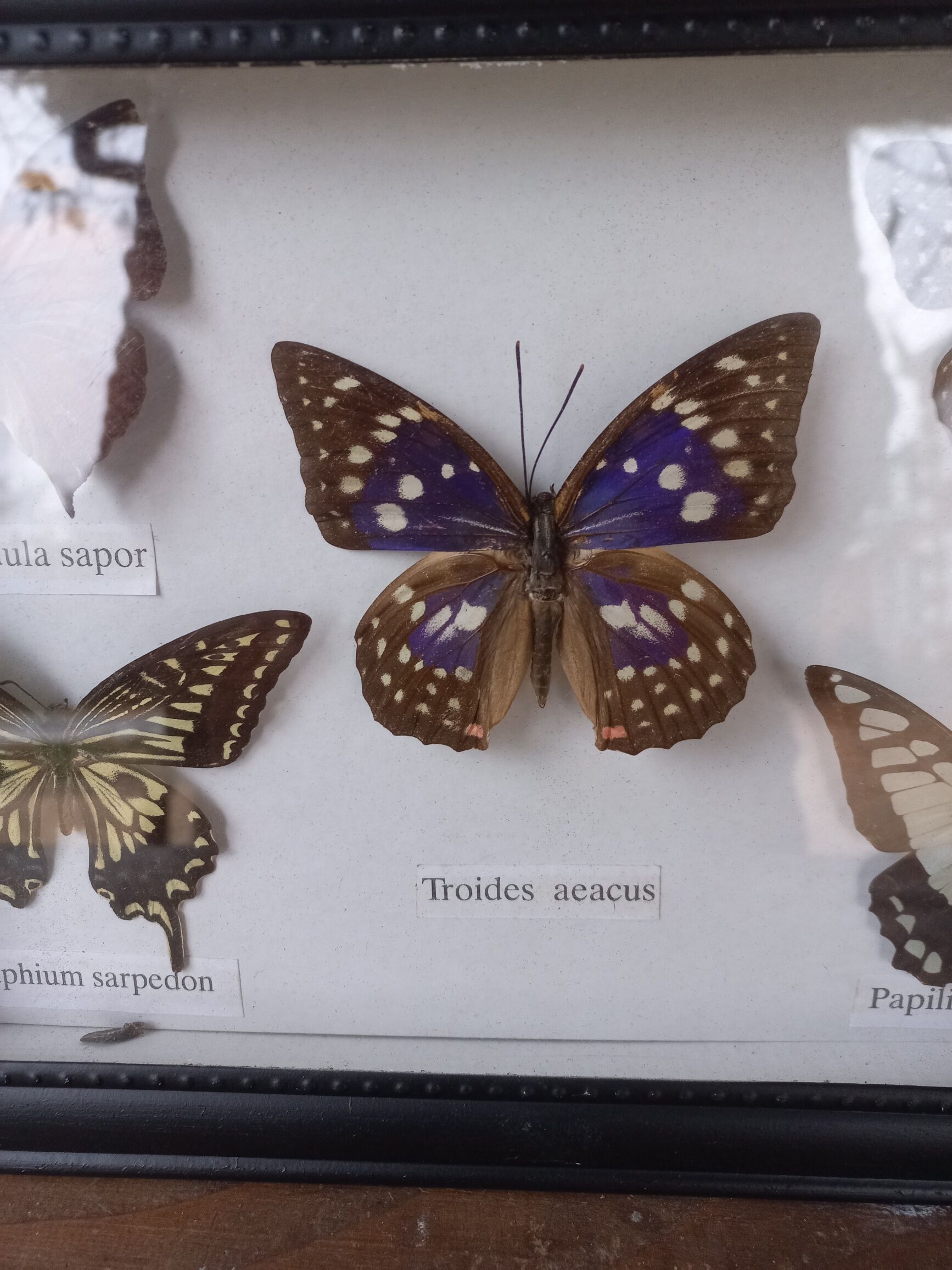 Showcase frame 5 stuffed butterflies