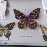 Showcase frame 5 stuffed butterflies