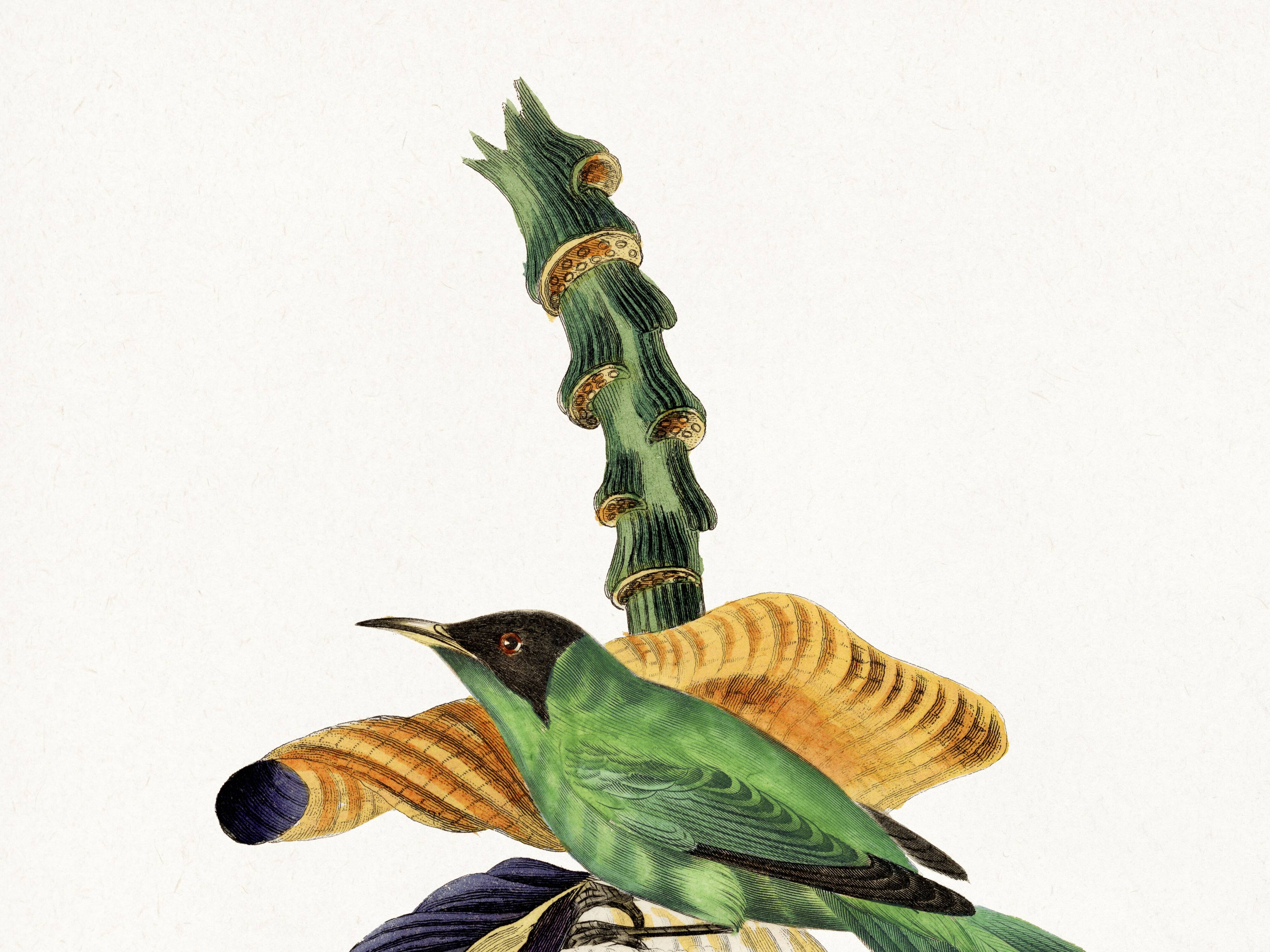 Poster about the banana flower, based on an old engraving from 1842.