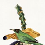 Poster about the banana flower, based on an old engraving from 1842.