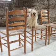 Set of 4 old Dutch oak ladderback chairs with rush seats – 1960s