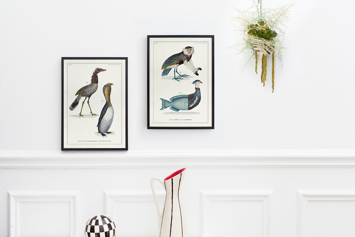 Chimera lithograph engraving animal - the marmoset