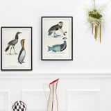 Chimera lithograph engraving animal - the marmoset