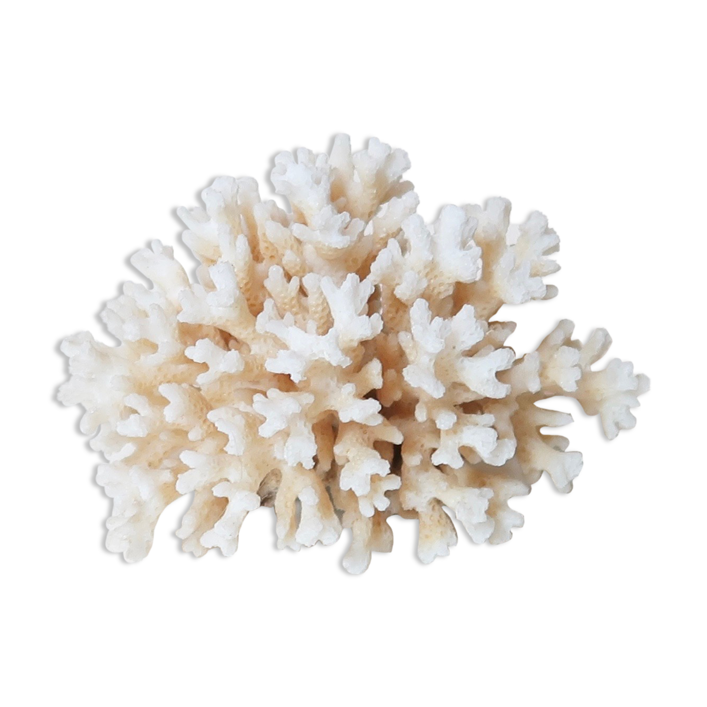 Branche de corail blanc années 70