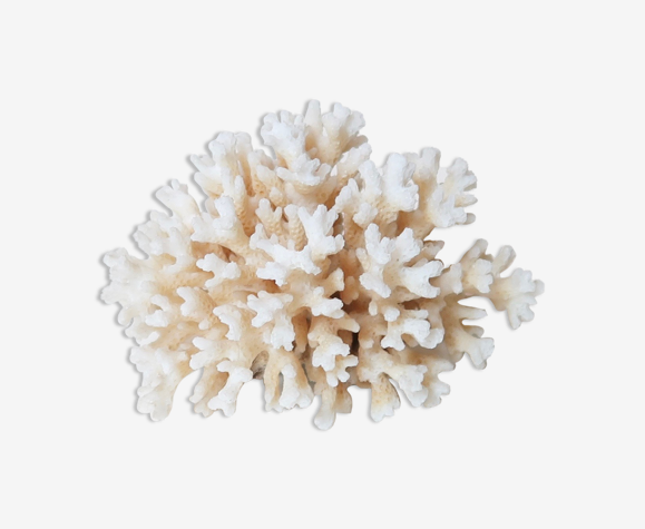 Branche de corail blanc années 70