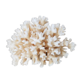Branche de corail blanc années 70