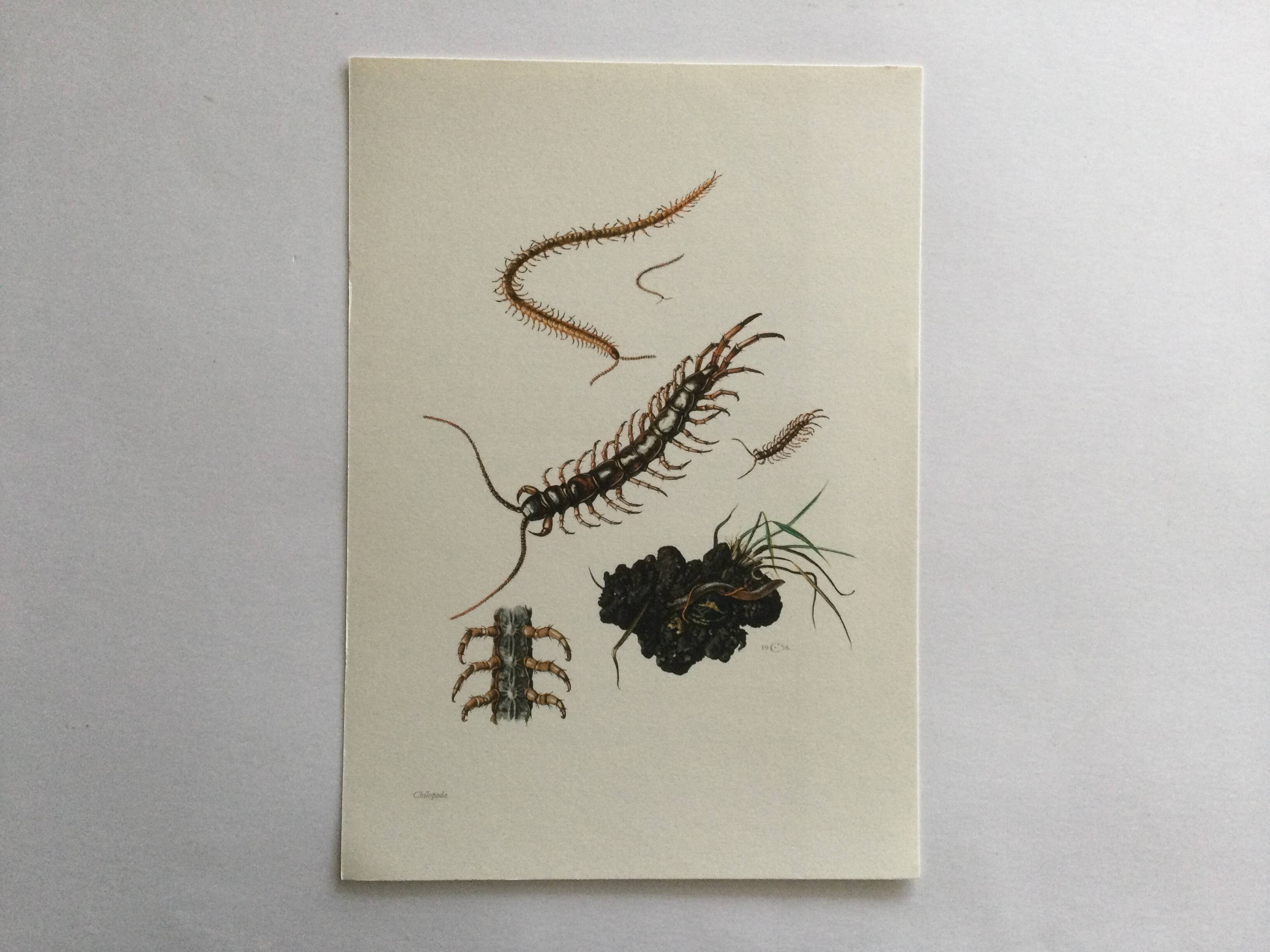 Old illustration "insects", 1960s