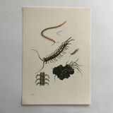 Illustration ancienne "insectes", années 60