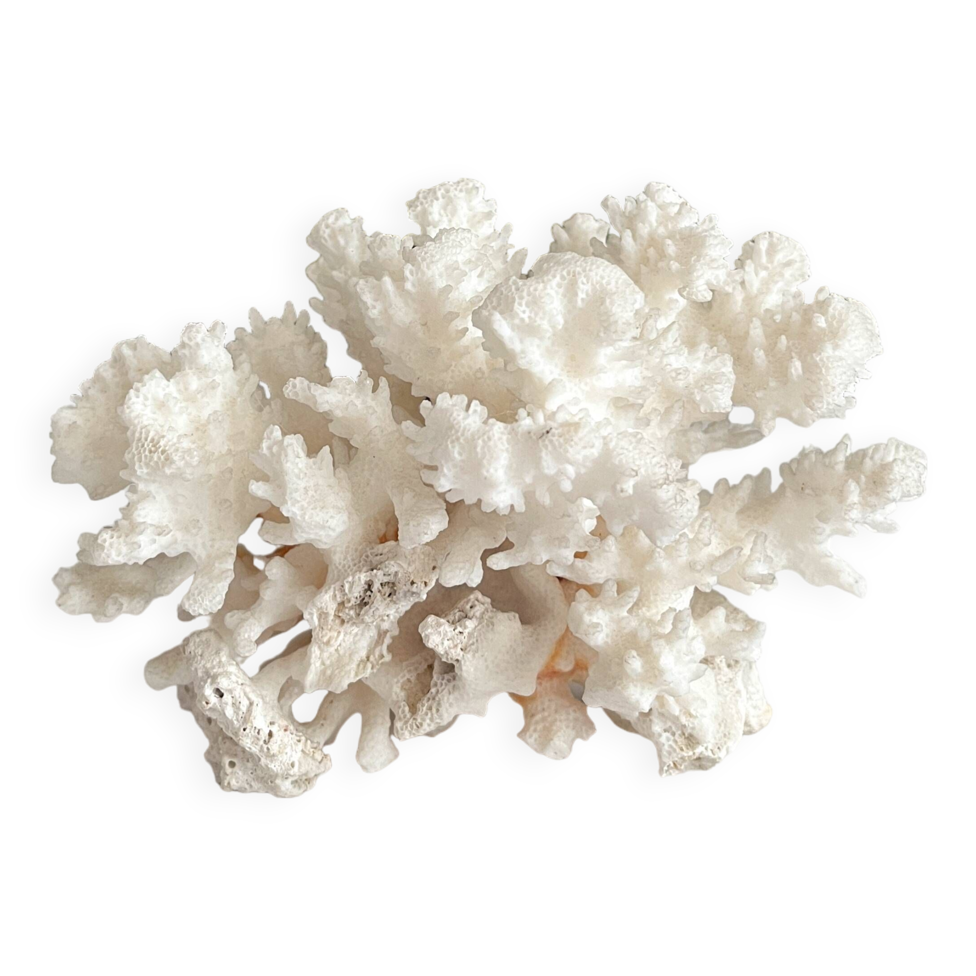 White coral old cabinet of curiosities