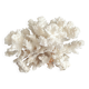 Corail blanc ancien cabinet de curiosité