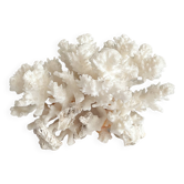 White coral old cabinet of curiosities