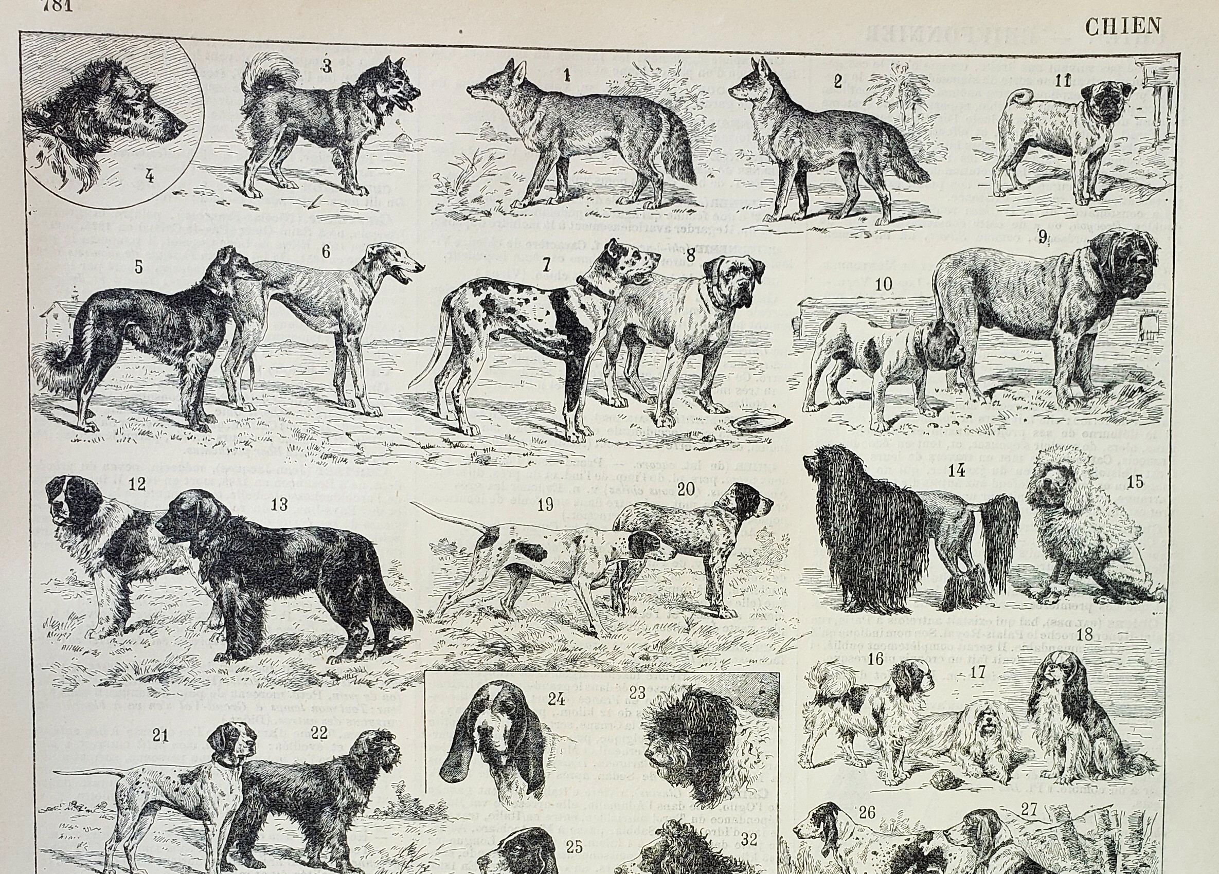 Engraving • Breed of dog, shepherd • Original and vintage lithograph from 1898