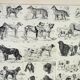 Engraving • Breed of dog, shepherd • Original and vintage lithograph from 1898