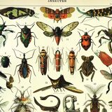 Gravure ancienne 1897 A. Millot - Insectes, entomologie