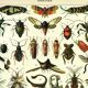 Antique engraving 1897 A. Millot - Insects 2, entomology