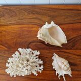 Shells and coral