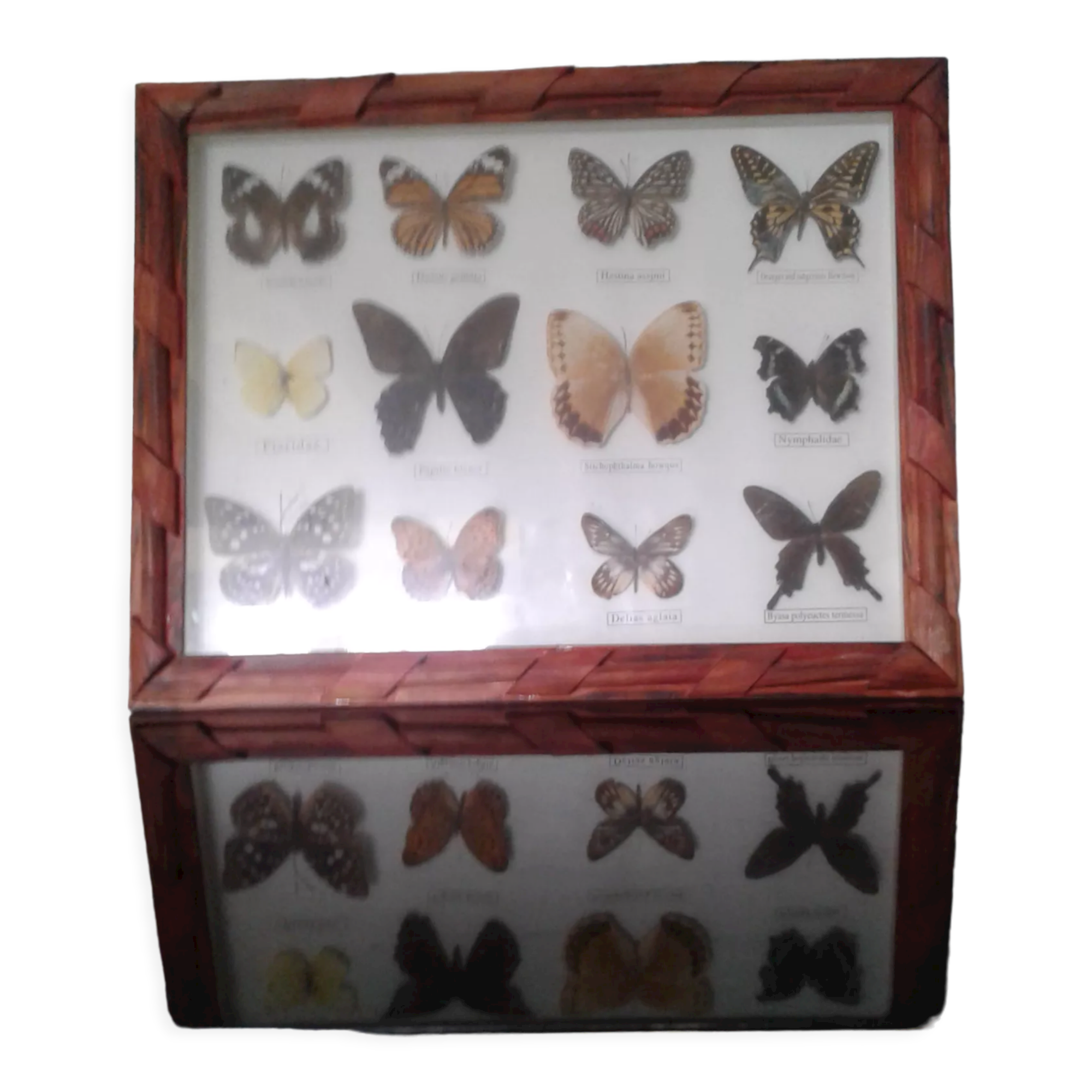 Butterfly frame under glass