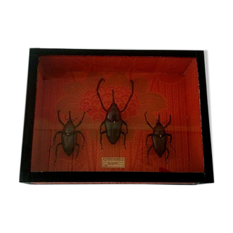 Entomology frame with beetles cyrtotrachelus buqueti