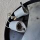 Glass and Bakelite 1960s ceiling lamp