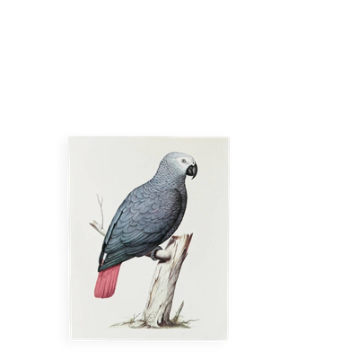 Planches de bestiaire du muséum d'histoire naturelle Perroquet gris