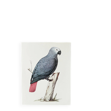Bestiary plates of the Natural History Museum Grey Parrot