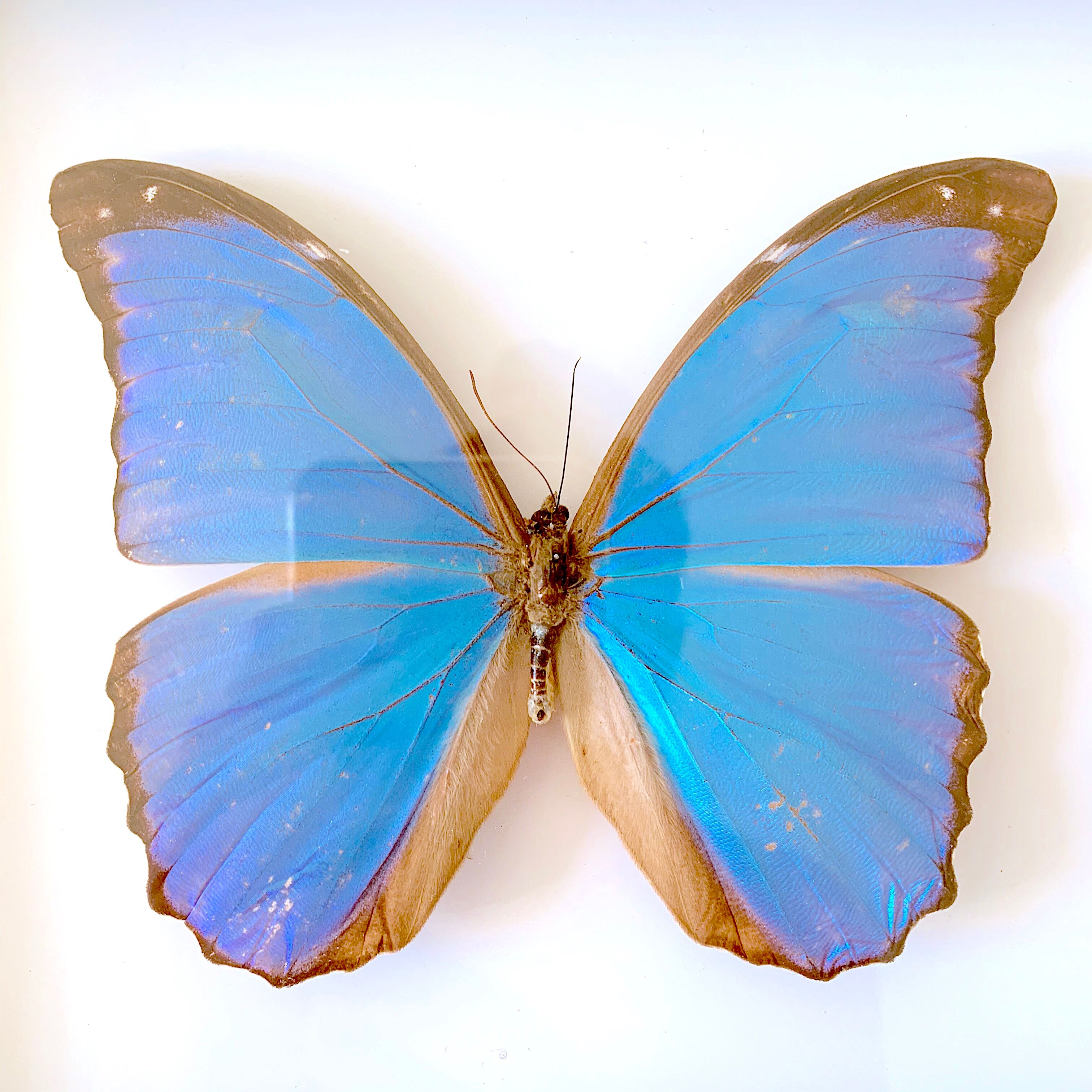 Naturalized butterfly frame