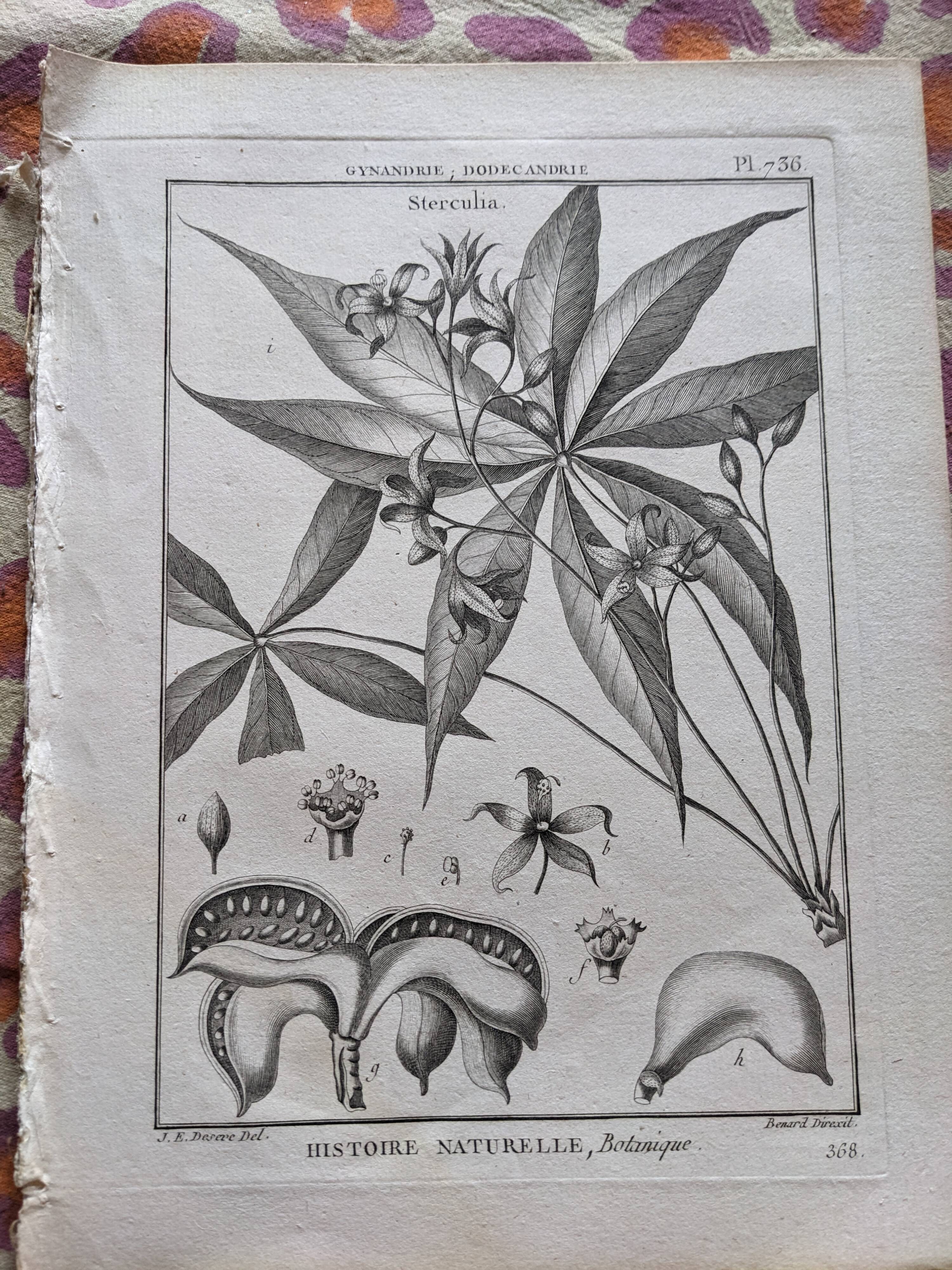 Stamped vintage botanical engraving plate natural history flowers