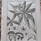 Stamped vintage botanical engraving plate natural history flowers
