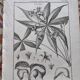 Stamped vintage botanical engraving plate natural history flowers