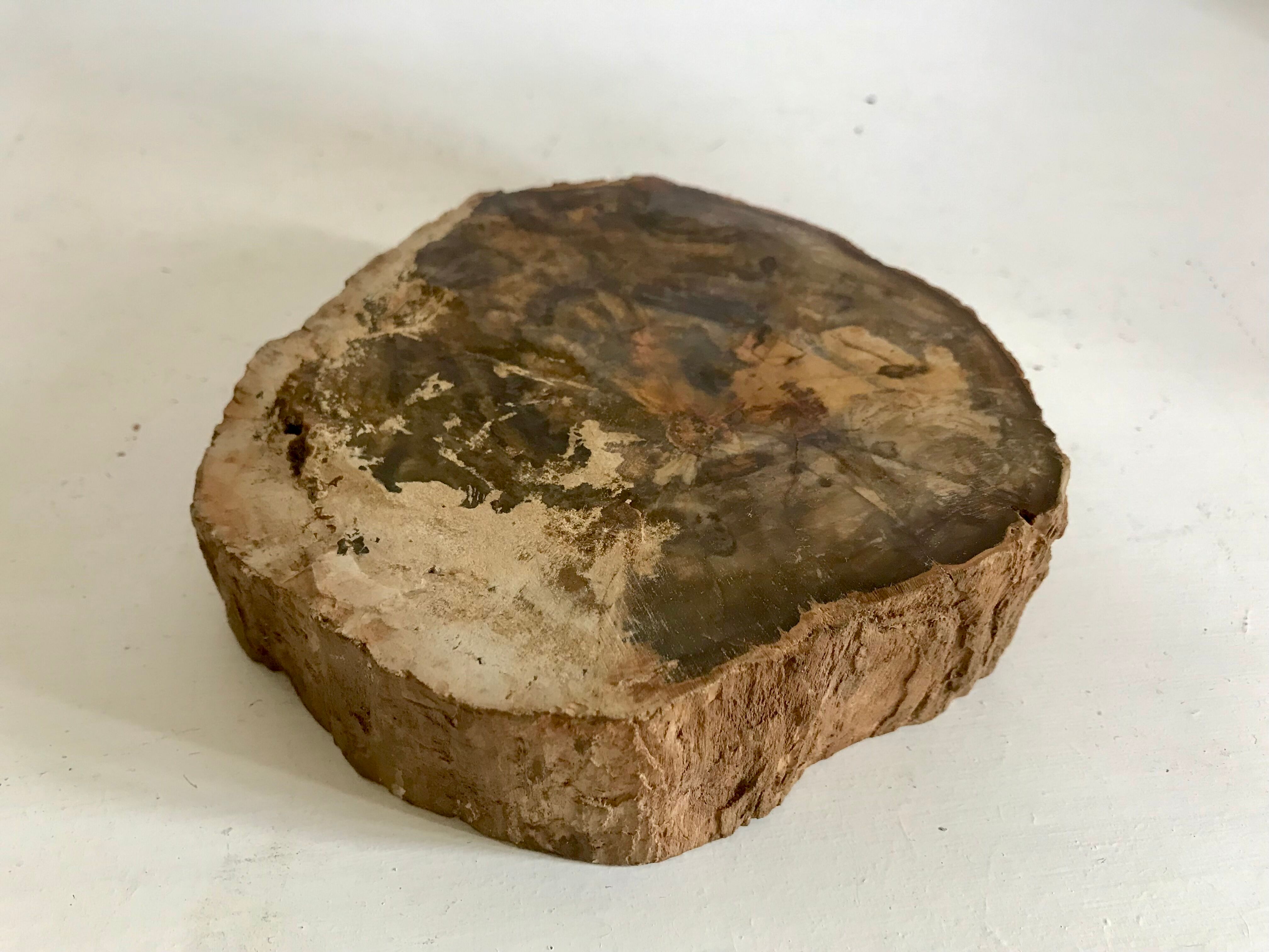 Petrified wooden ashtray