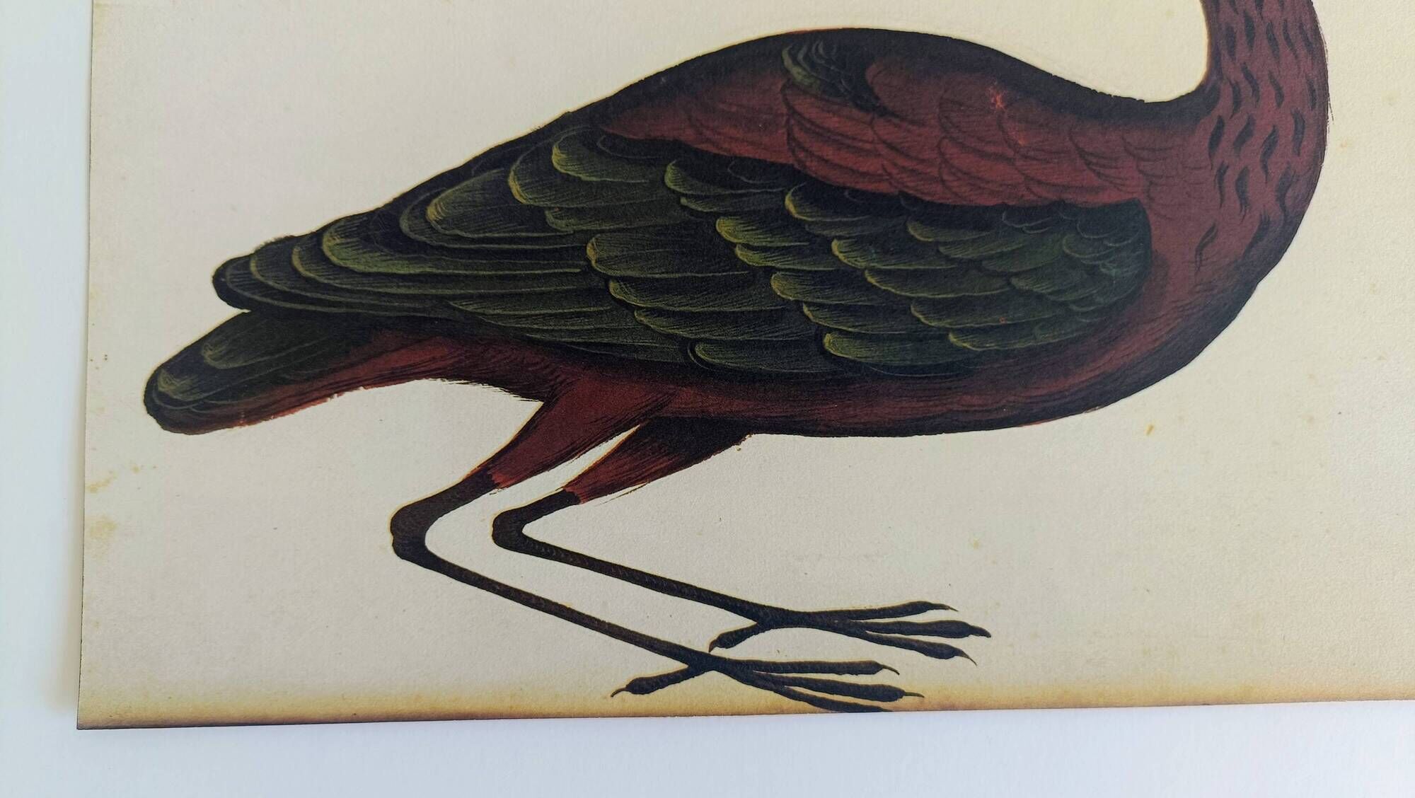 Pair of reproductions of the Codex Pomar of Natural History, Valencia, 1990