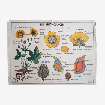 Vintage school poster, flowers