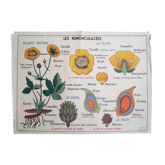 Vintage school poster, flowers