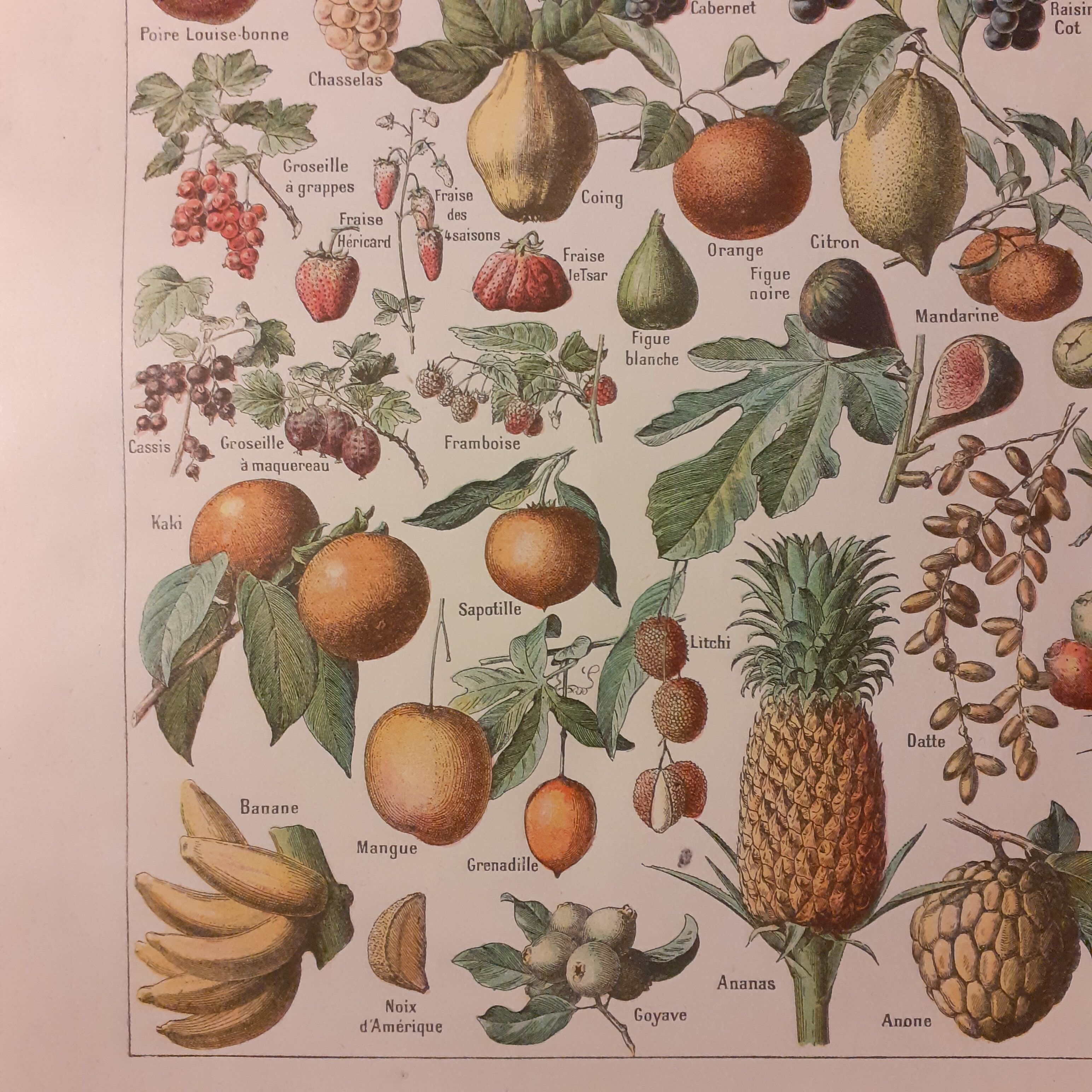 Lithographie sur les fruits de 1928
