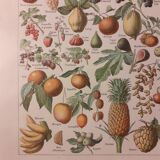 Lithograph on fruits from 1928