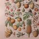 Lithographie sur les fruits de 1928