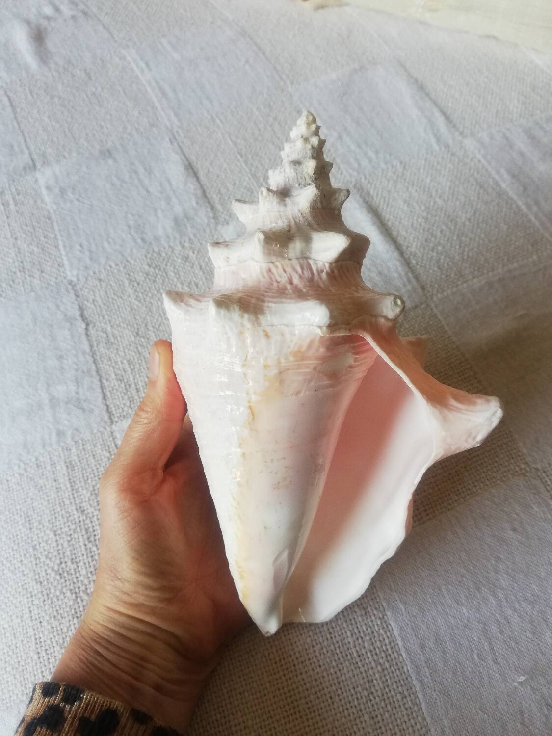 Collectible shell Strombe Lambi pink