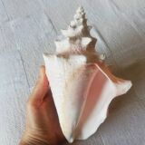 Collectible shell Strombe Lambi pink