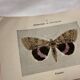 Botanical Plate 1800 Old Naturalist Engraving 19th Century Double-Sided