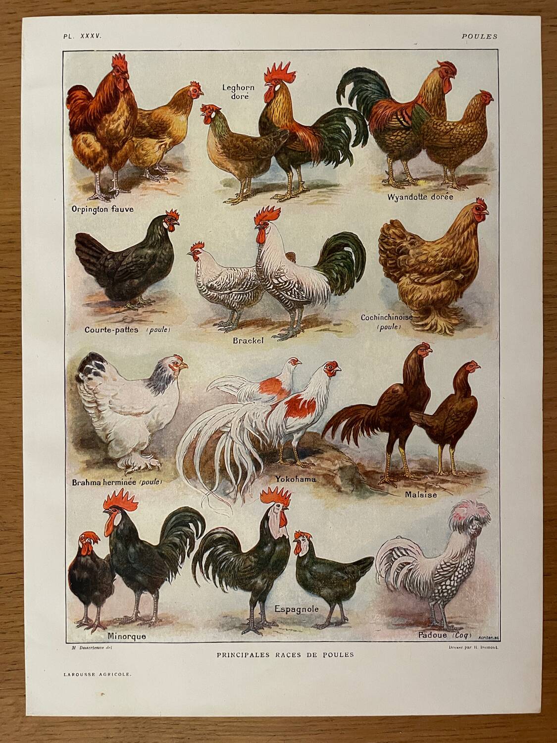 Reserved Zuzana - Set of 4 lithos on birds