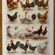 Reserved Zuzana - Set of 4 lithos on birds