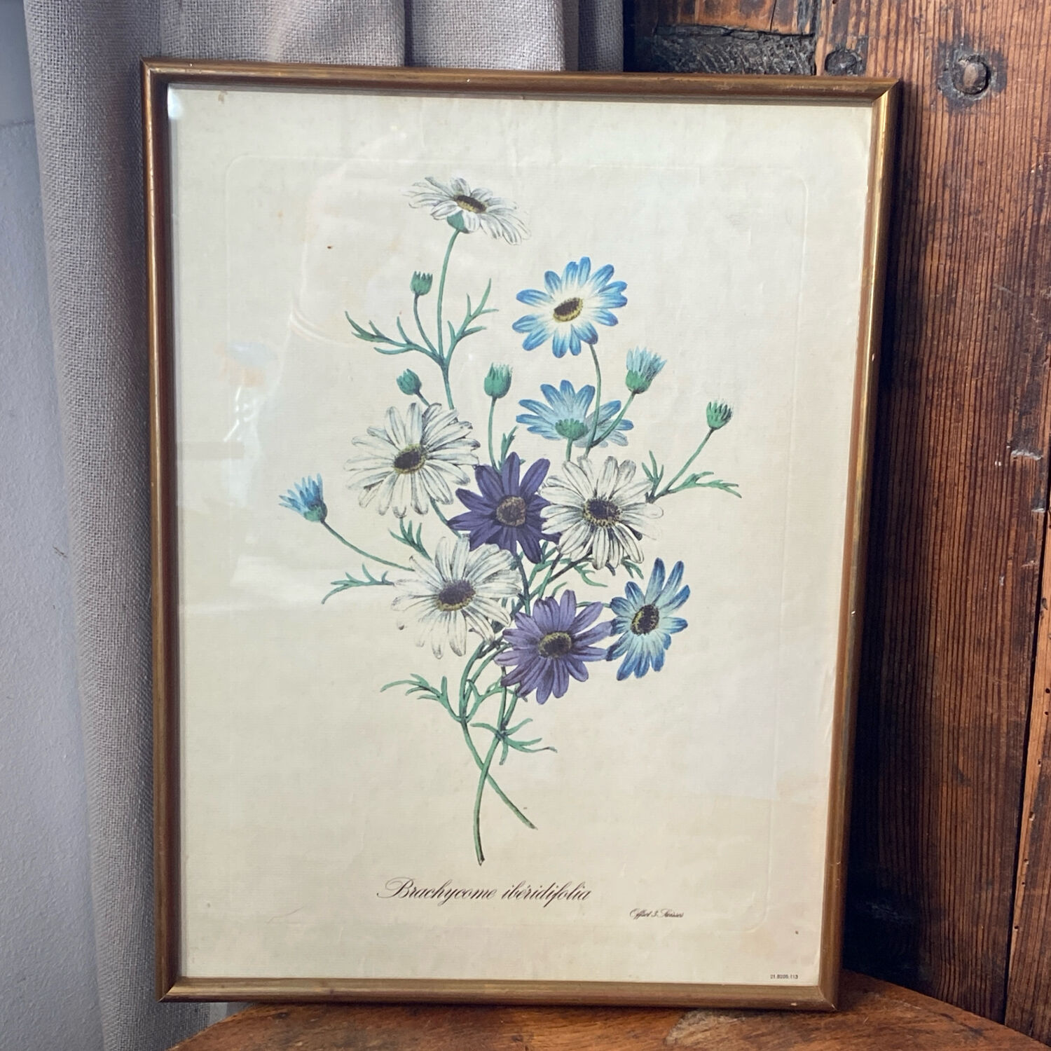 Poster, botanical plate Brachycome iberidifolia