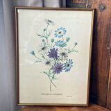 Poster, botanical plate Brachycome iberidifolia