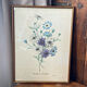 Affiche, planche botanique Brachy Come Iberidifolia
