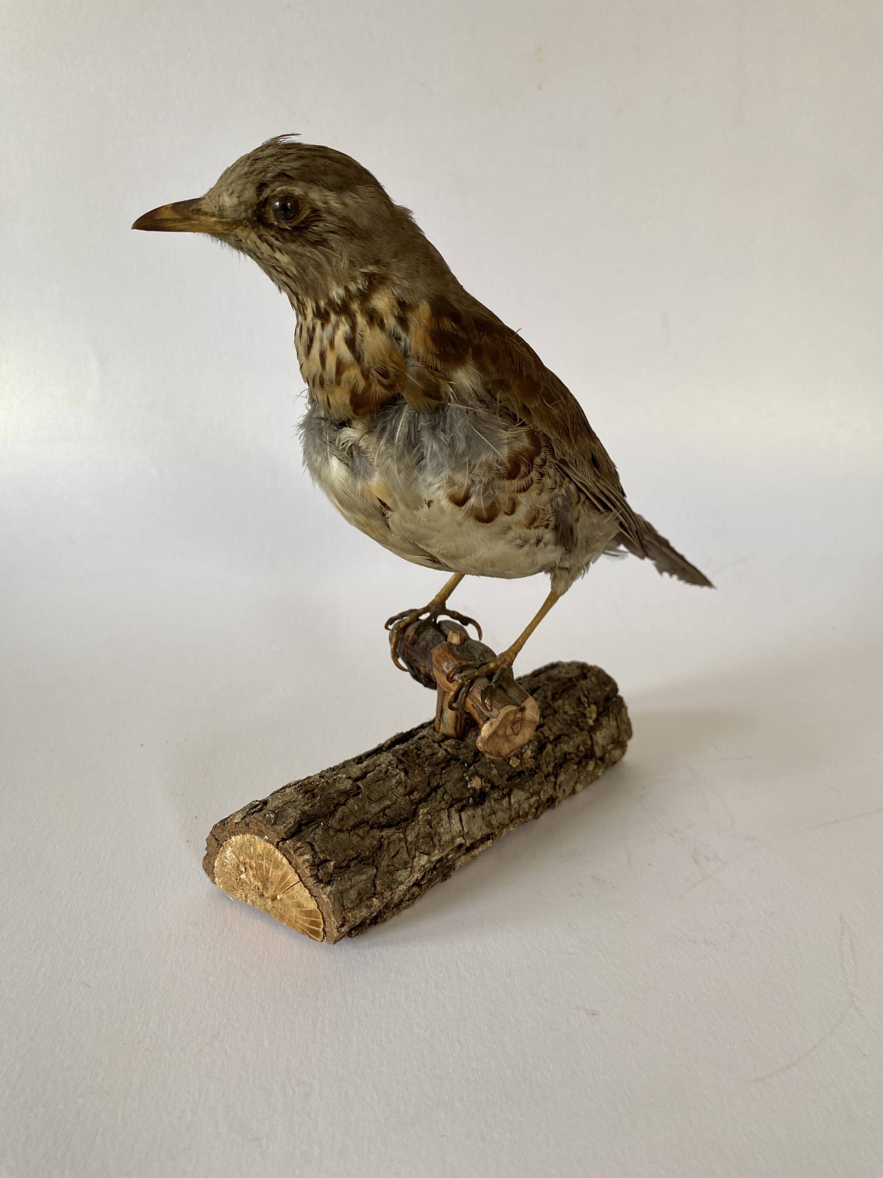 Stuffed bird, taxidermy, cabinet of curiosities