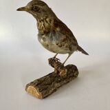 Stuffed bird, taxidermy, cabinet of curiosities